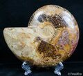 Inch Split Ammonite (Half) #2644-1